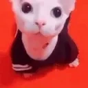 bingusStare emote for Discord