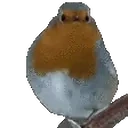 birbJAM emote for Discord