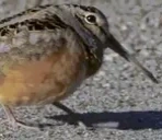 birdJAM emote for Discord