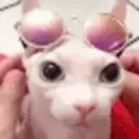 BingusCool emote for Discord