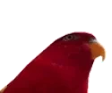 BirbGun emote for Discord