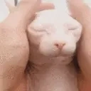 Bingus emote for Discord