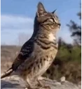 birdCat emote for Discord