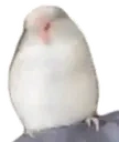 BirbWiggle emote for Discord