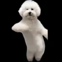 bfdance emote for Discord