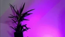 BGB emote for Discord