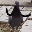 birdPls emote for Discord