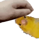 birbPet emote for Discord