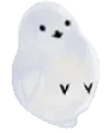 Birbroll emote for Discord