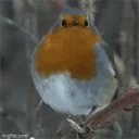 bird emote for Discord