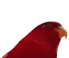 birbSUS emote for Discord