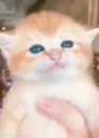 bichitotalkin emote for Discord