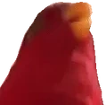 birdLaugh emote for Discord