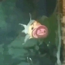 Binky emote for Discord