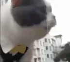 BigBilly emote for Discord