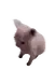 BingusPlsButSmaller emote for Discord
