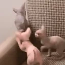 BingusAttack emote for Discord