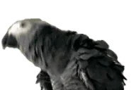birdJAM emote for Discord