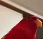 birbSerious emote for Discord