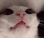 bih emote for Discord