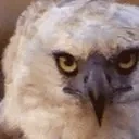 birdJAM emote for Discord