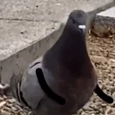 birdJam emote for Discord