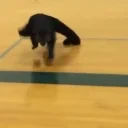 BinturongArrive animated emote for Discord, Twitch and Slack