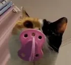 bibi emote for Discord