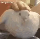birdpet emote for Discord