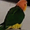 birdRoll emote for Discord