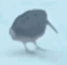 BIRDING emote for Discord