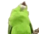 birdyRave emote for Discord