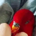 birdCheck emote for Discord