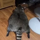 bigback emote for Discord