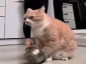 BittiEssi emote for Discord