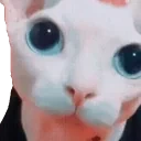 bingusPlink emote for Discord