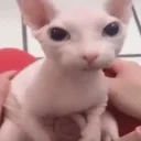 bingus emote for Discord