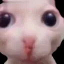 binguslol emote for Discord