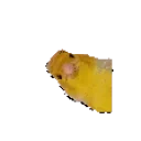 birbZoom emote for Discord