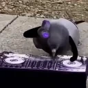 birdMix emote for Discord