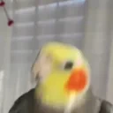 birbJam emote for Discord