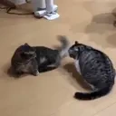 BITCH emote for Discord