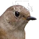 BirdMath emote for Discord