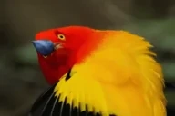 BirdgeFlirt emote for Discord