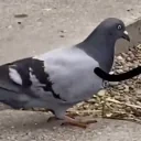 birdDance emote for Discord