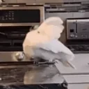 birdNOD emote for Discord