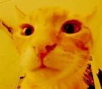 bihDeluxe emote for Discord