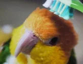 birdBrush emote for Discord