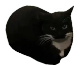 BINGBONG emote for Discord