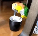 BirdCoffee emote for Discord